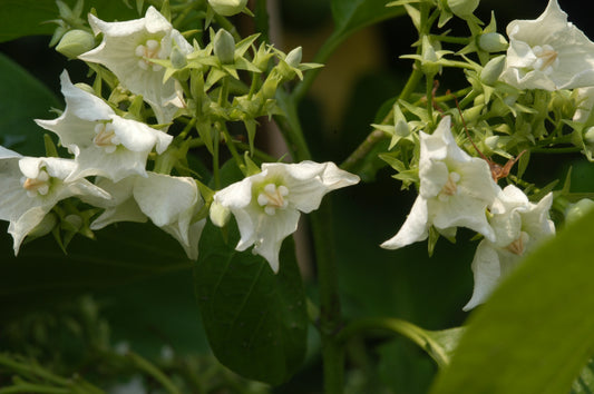 Vallaris solanacea (Bread flower, Bugudi Hambu)