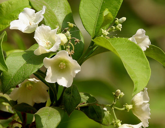Vallaris solanacea (Bread flower, Bugudi Hambu)