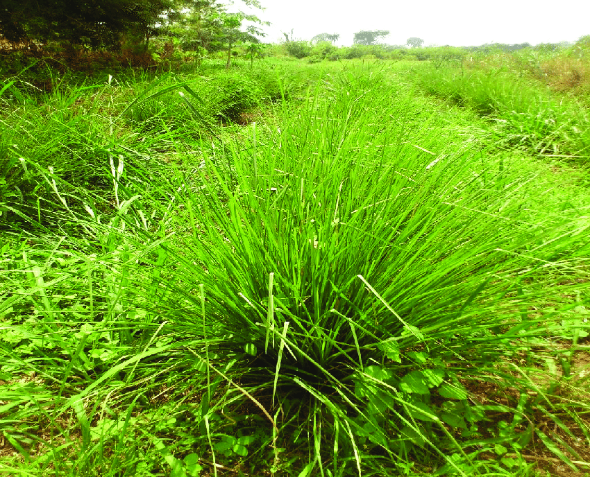 Vetiveria zizanioides -Ramacham (Vetiver, Khus,Lavancha)