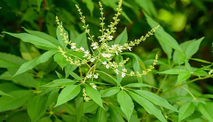 Vitex negundo (Ord) -Karinochi (Chinese chastetree , Lakki soppu)