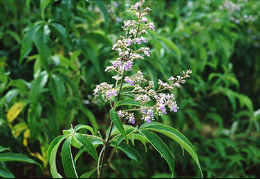Vitex negundo (Ord) -Karinochi (Chinese chastetree , Lakki soppu)
