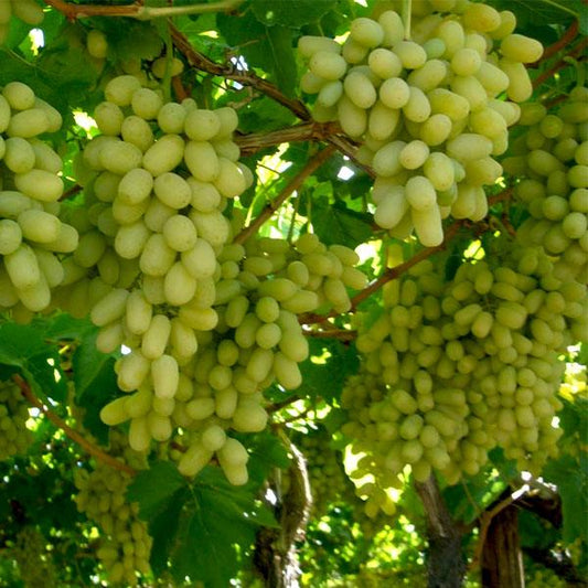 Vitis Vinifera - Green Nasik Seedless (Grapes)
