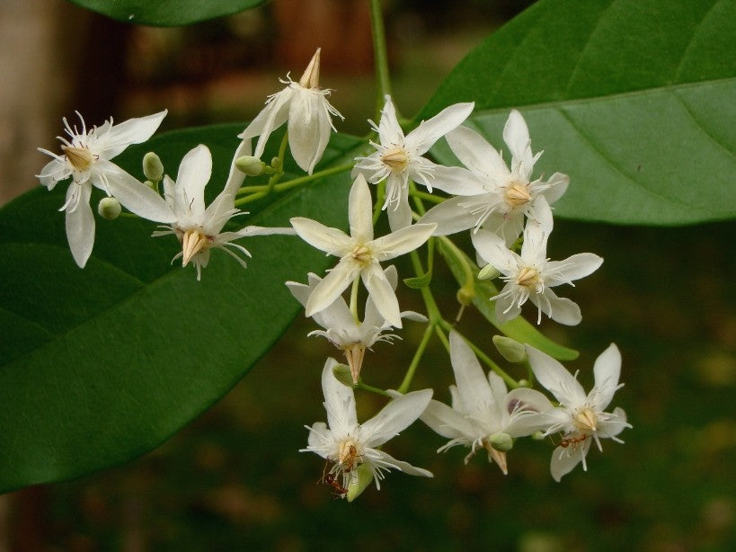 Wrightia tinctoria Danthapala - (for psoriasis) (Bepalli(for psoriasis))