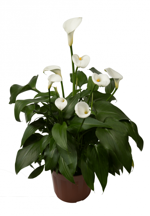 Zantedeschia aethiopica (Arum Lily)