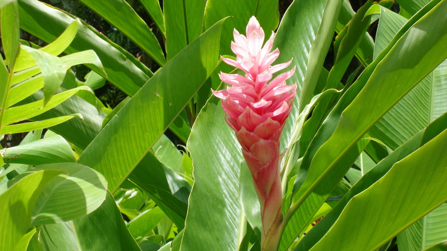 Zingiber officinale Red Ginger(for energy purpose) (Ginger)