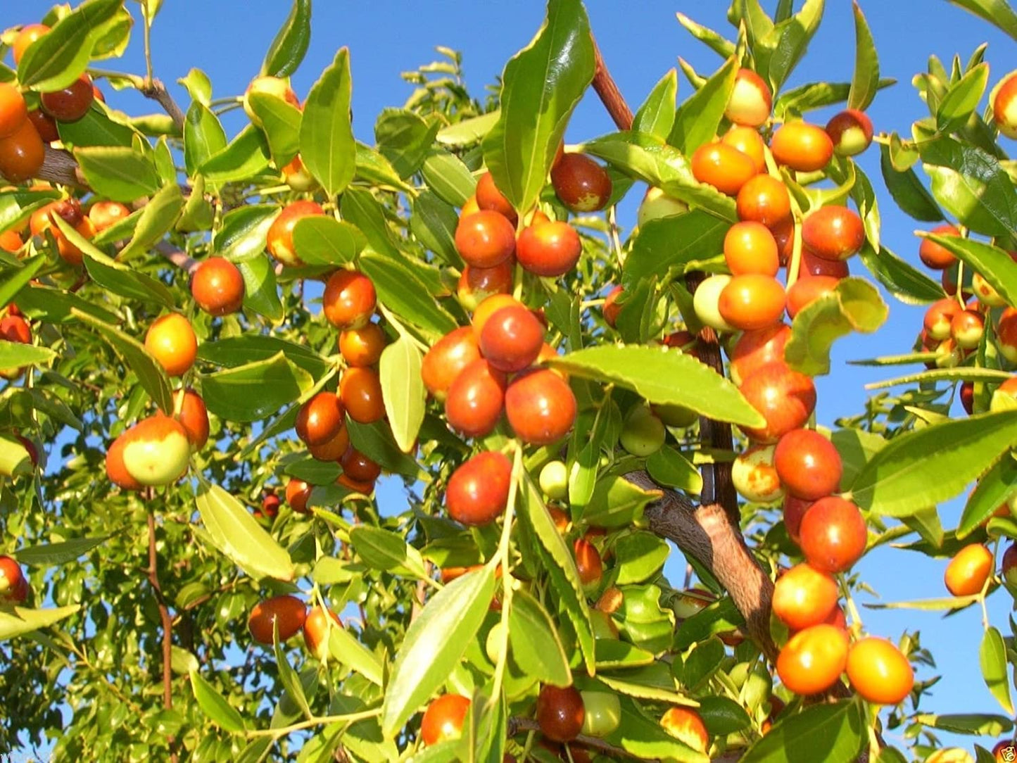 Ziziphus mauritiana (Apple Ber Green)