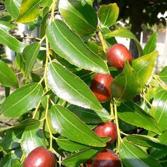 Ziziphus mauritiana (Apple Ber Green)