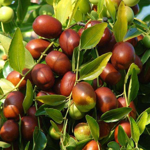Ziziphus mauritiana (Apple Ber Green)