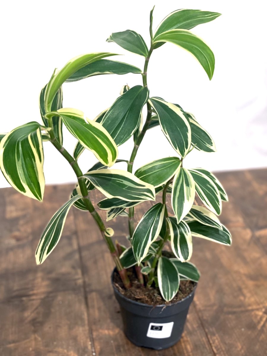 costus arabicus variegated (Spiral Ginger)