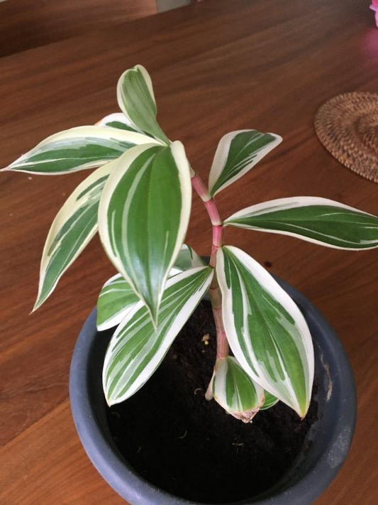 costus arabicus variegated (Spiral Ginger)
