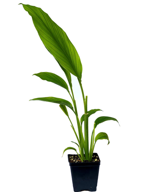 curcuma caesia (for stomack pain) (Black Turmeric, Kari Arishina)