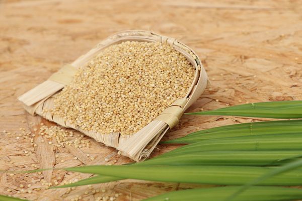 Foxtail Millet 500 gm