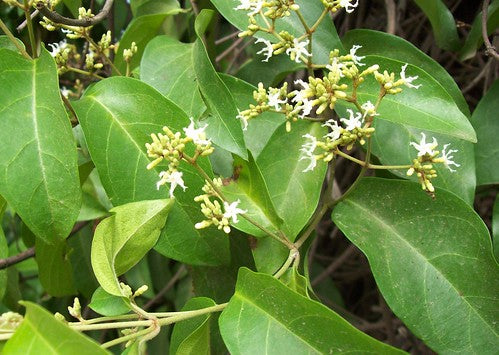 lchnocarpus frutescens (Black Creeperr, Gauriballi)