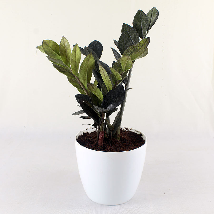zamioculcas zamiifolia black (ZZ plant)