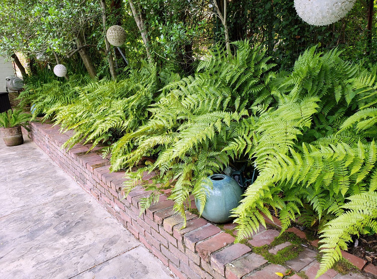 Ferns