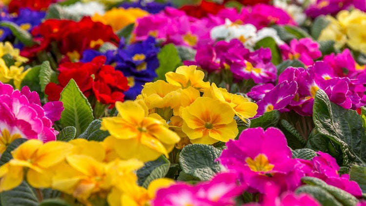Flowering Plants
