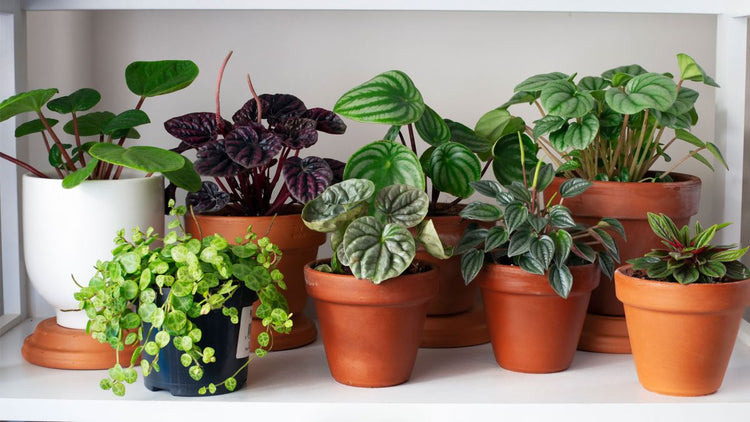 Indoor Plants