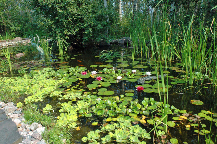 Water Plants