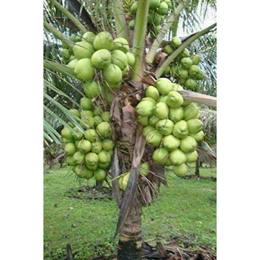 18-Patta (Coconut)