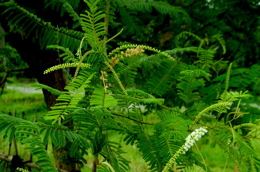 Acacia catechu - karingali (Black Cutch, kaggalli)