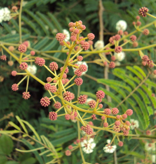 Acacia intsia  (soap bark tree)