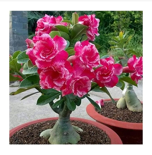 Adenium