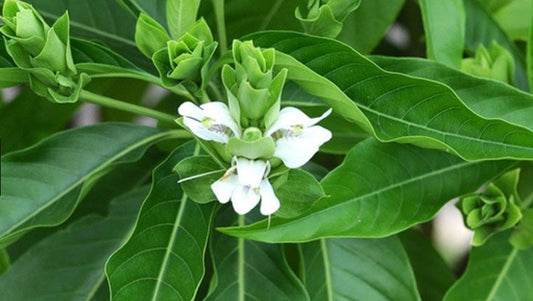 Adhathoda beddomei -Adalodakam (Malabar Nut, Sanna adusoge)