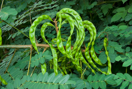 Adnanthera pavonina  (Red bed tree,Aane gulganji)