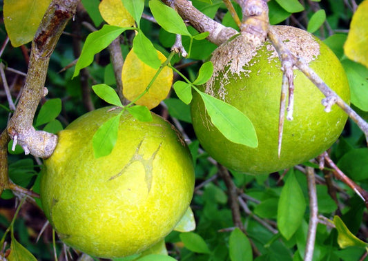 Aegale marmelos (Vilvam) (Bilpatre)