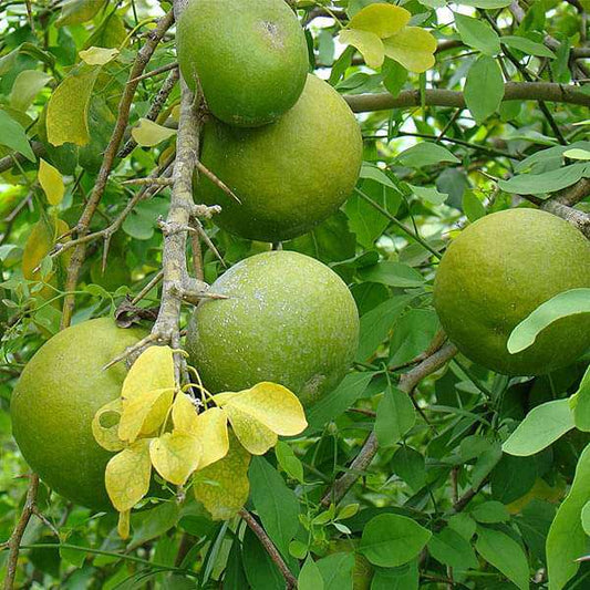 Aegle marmelos -Koovalam (Beal, Stone apple,Bilva Patre)