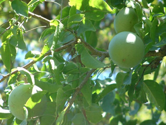 Aegle marmelos (Bel)