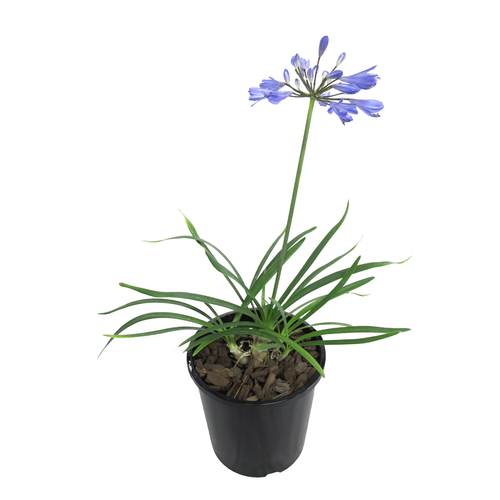 Agapanthus praecox (Lily of the Nile)