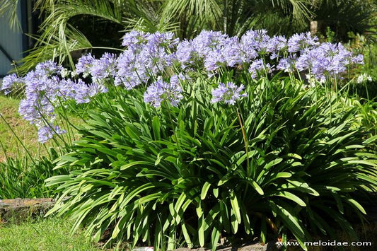Agapanthus praecox (Lily of the Nile)