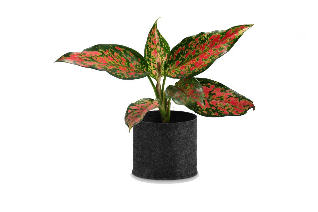 Aglaonema pink dalmatian (Aglaonema Pink Dalmatian)