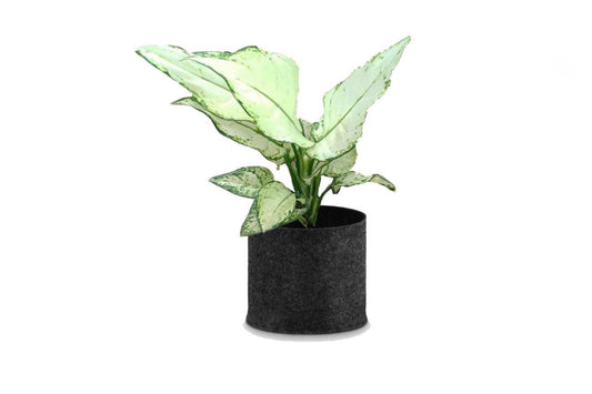 Aglaonema Thai White (Aglaonema Thai White)