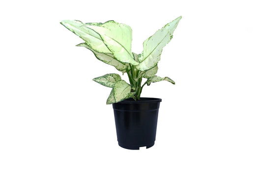 Aglaonema Thai White (Aglaonema Thai White)