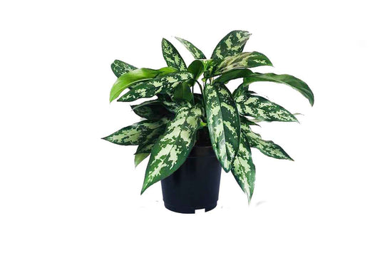 Aglaonema (Chinese Evergreen)