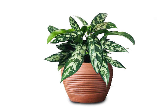 Aglaonema (Chinese Evergreen)