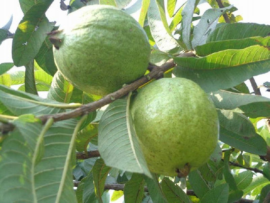 Alahabad gua (Guava)