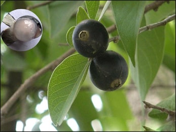 Alangium salvifolium -ankolam (Sageleaved Alangium,Ankola)