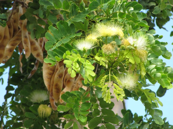 Albizia lebbeck -nenmenivaka (Lebbek tree, Sirisa)