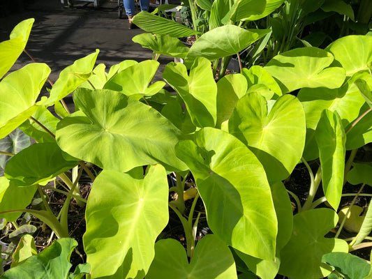 Alocasia golden delicious (Alocasia Golden delicious)