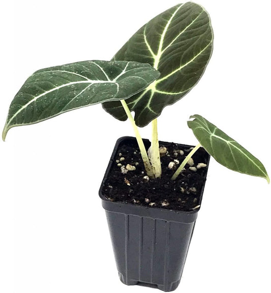 Alocasia velvet (Alocasia Velvet)