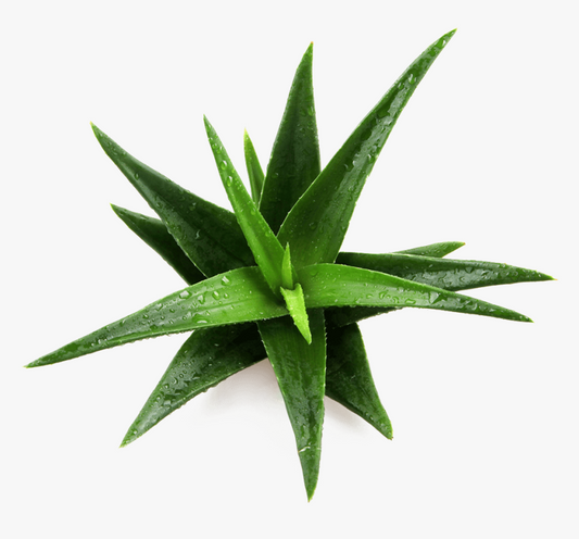 Aloe barbadensis -kattarvazha{ord) (Aloe vera, Lolesara)