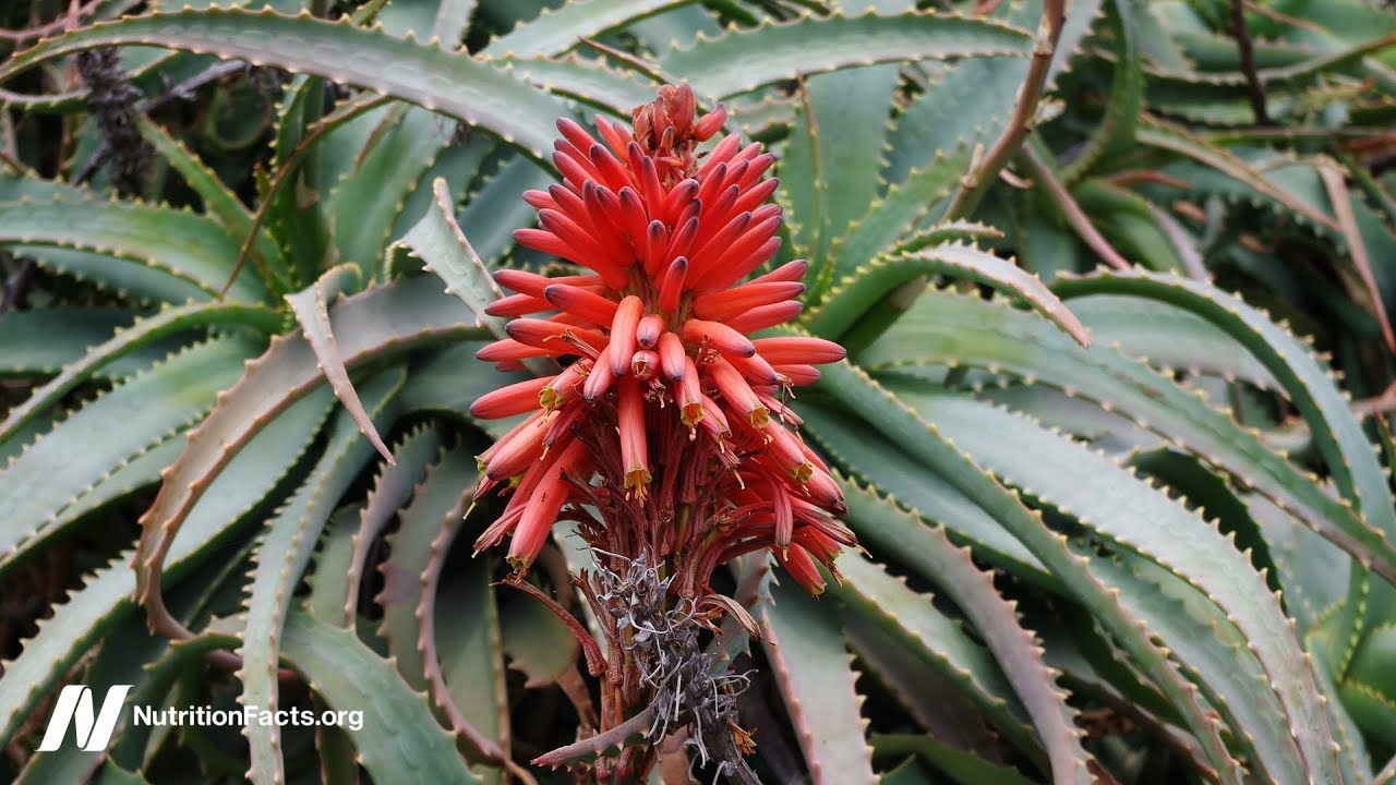 Aloe barbadensis red (for cancer) (Aloe vera Red)