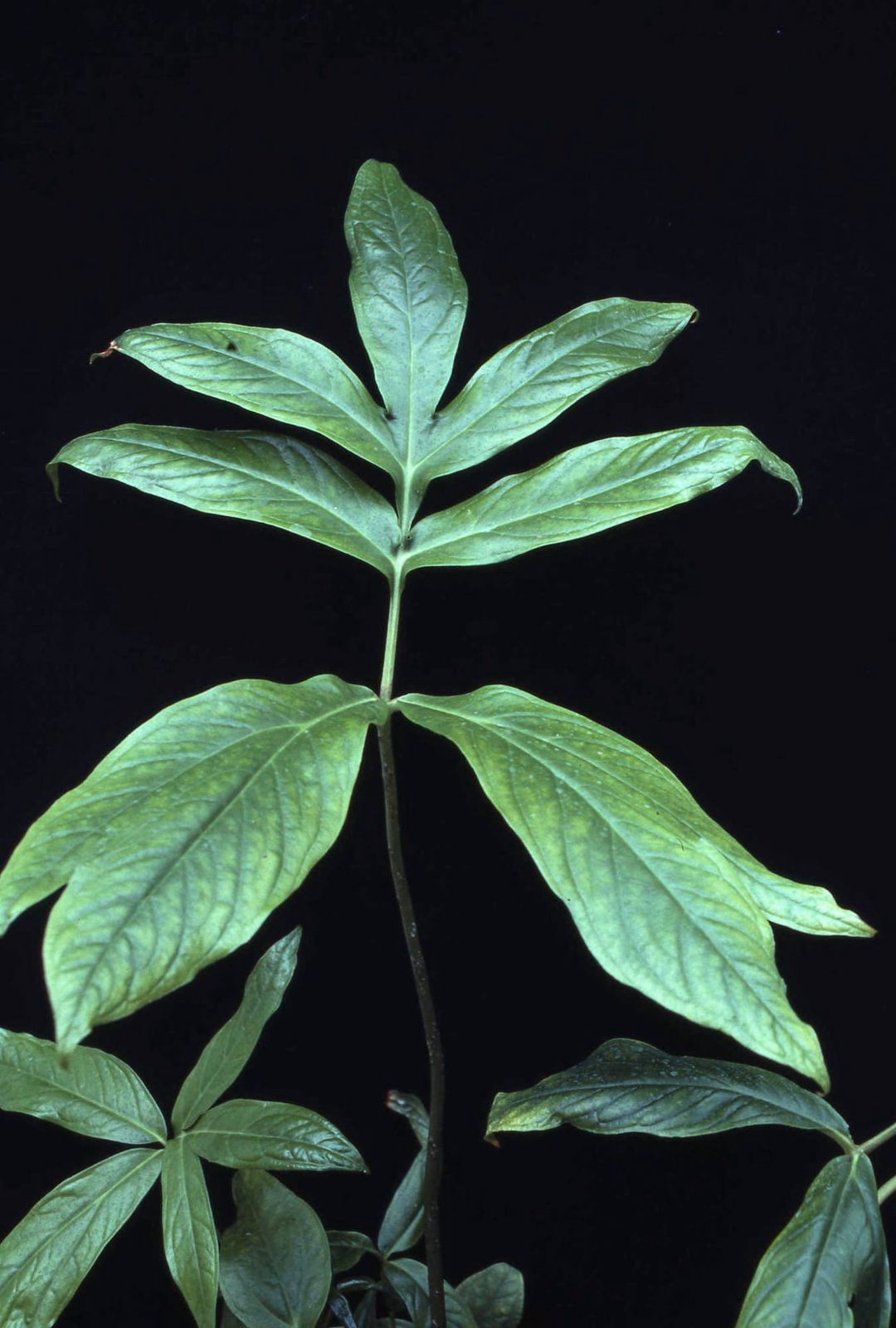 Anaphyllum wightii -Keerikizhangu (Wight's Twisted Arum)