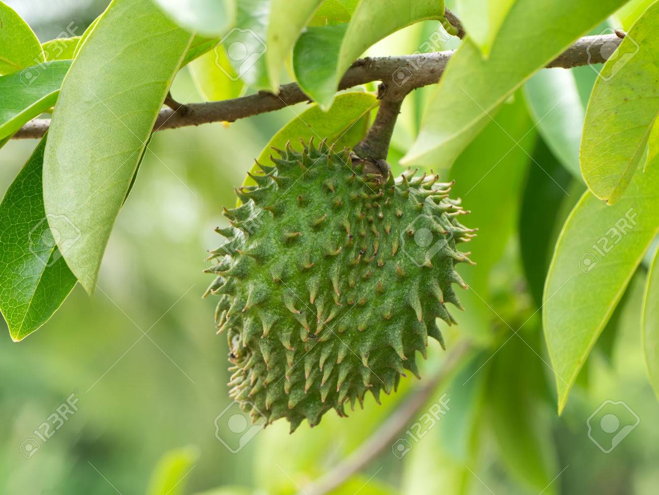 Annona muricata (Soursop, Mullu Ramphala)