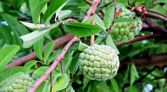 Annona squamosa ordinary (Sugar apple ord, Seetha Phala )