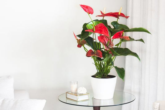 Anthurium red mini (Flamingo Flower )