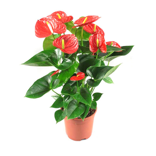 Anthurium red mini (Flamingo Flower )